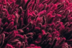 Buffo Carpet 2